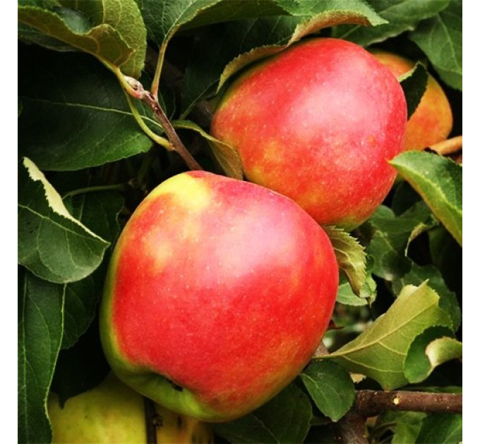 Яблоня зимняя сорт Лигол, подвой 54-118