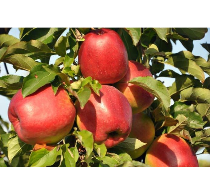 Яблоня зимняя сорт Лигол, подвой 54-118