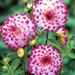 Жоржина помпонная Little Robert