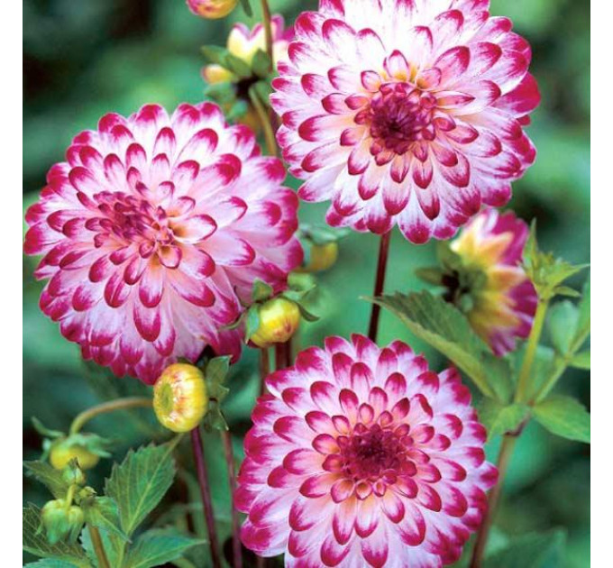 Жоржина помпонная Little Robert