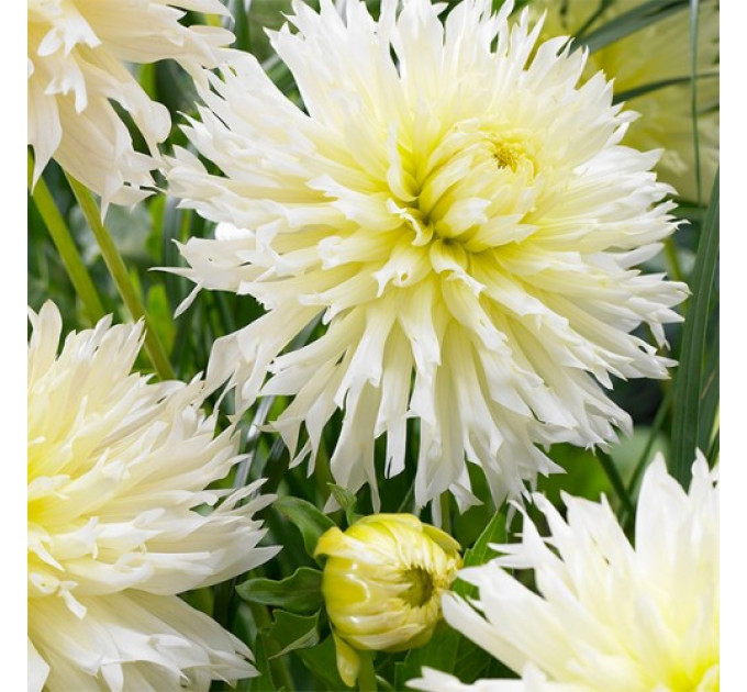 Жоржина фимбриата Crystal Ice