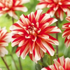 Жоржина високоросла Dynamite