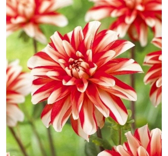 Жоржина високоросла Dynamite