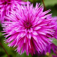 Георгина фимбриата Striped Ambition