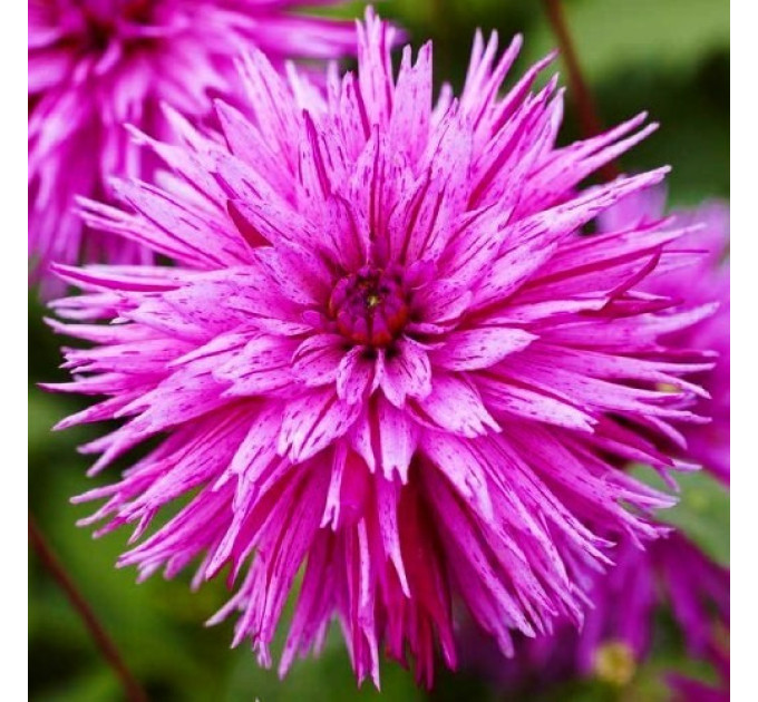 Георгина фимбриата Striped Ambition