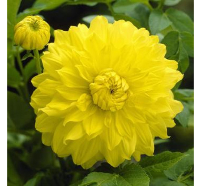 Жоржина високоросла Golden Emblem