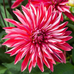 Жоржина високоросла Selina