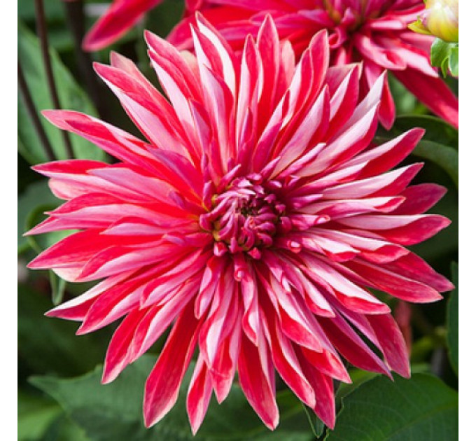 Жоржина високоросла Selina