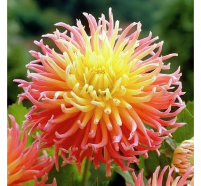 Жоржина кактусова White Star