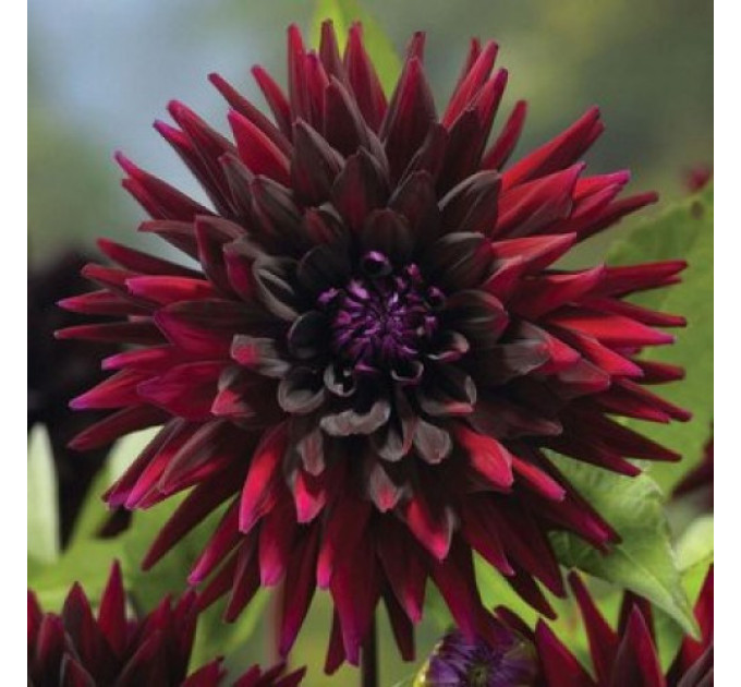 Жоржина кактусова Black Wizard