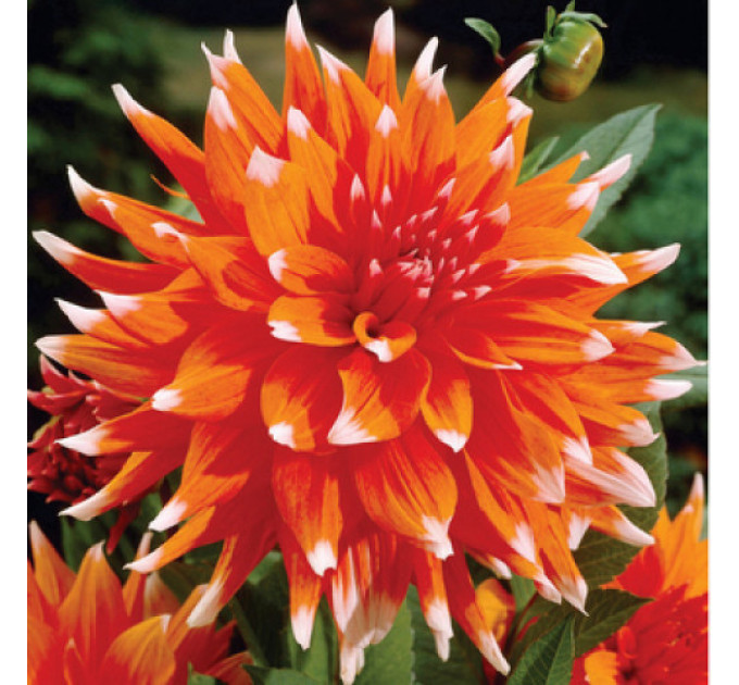 Георгина кактусовая Color Spectacle