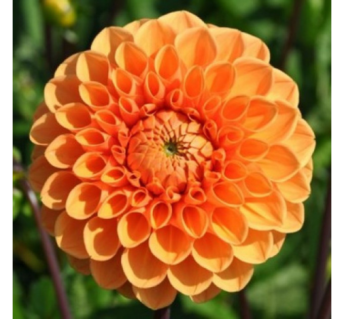 Жоржина помпонная Sylvia