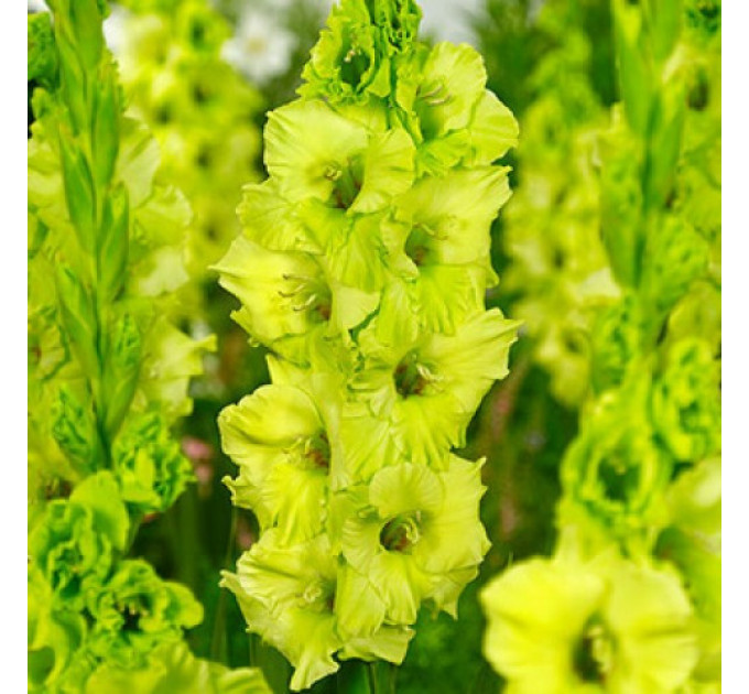 Гладіолус Evergreen, 10/12