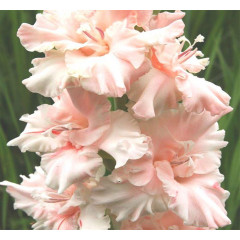 Гладиолус Crispy Frizzle, 10/12