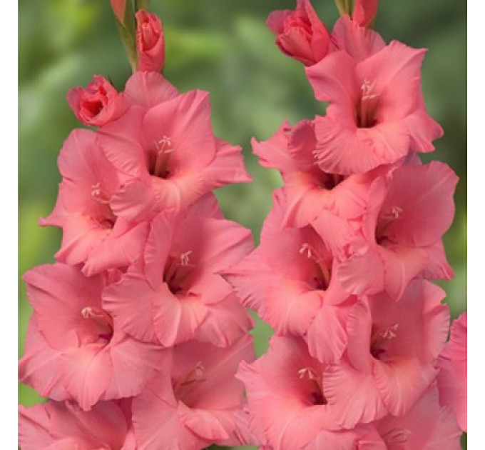 Гладиолус Fortarosa 10/12