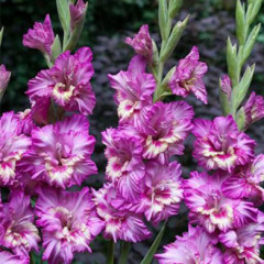 Гладіолус Shady Frizzle, 10/12