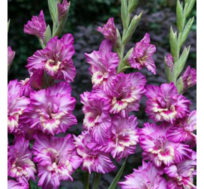 Гладиолус Shady Frizzle, 10/12