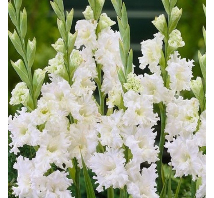 Гладиолус Snowy Frizzle, 10/12