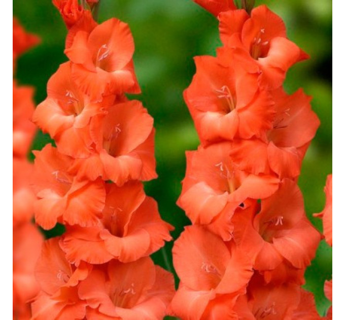 Гладиолус Orange King 10/12