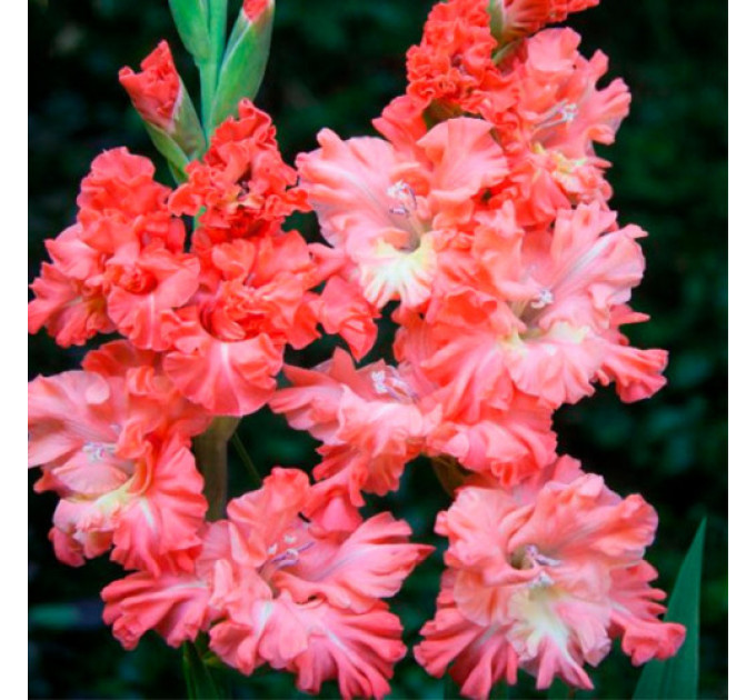 Гладіолус Rik's Frizzle, 10/12