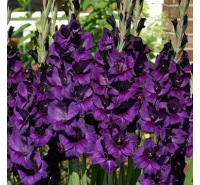 Гладиолус Purple Flora 10/12