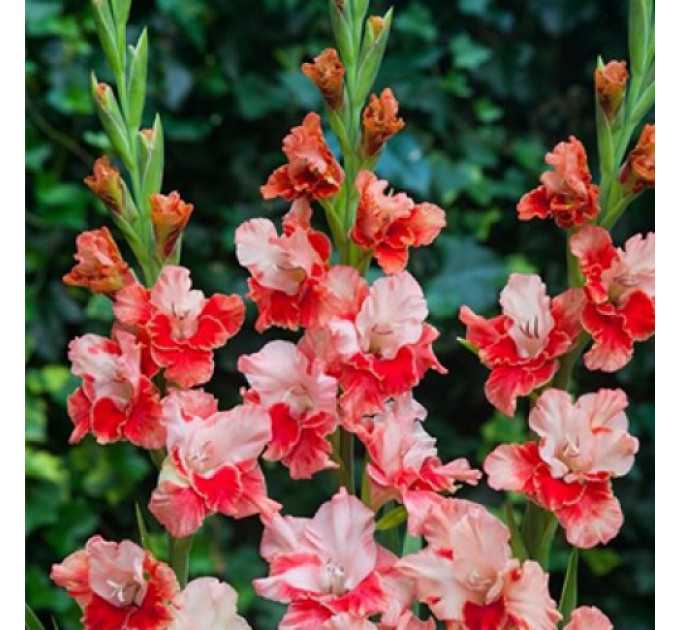 Гладіолус Arcas, 10/12