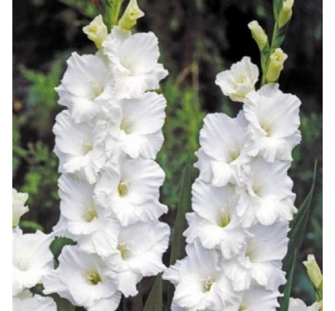 Гладиолус Bangladesh, 10/12