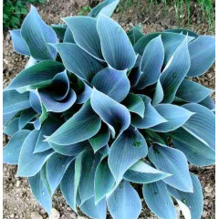 Хоста Blue Cadet
