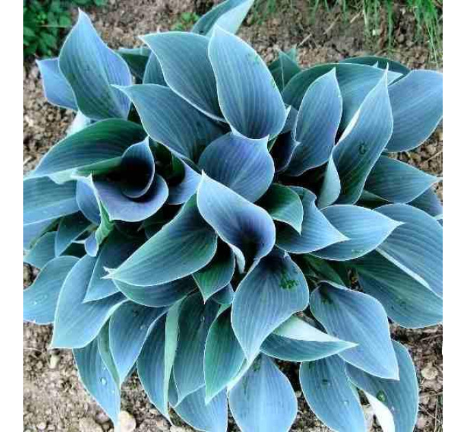 Хоста Blue Cadet