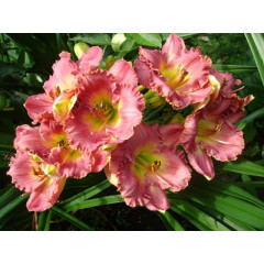 Лілейник Chance Encaunter