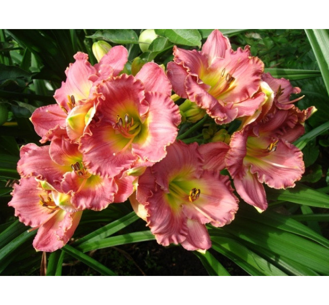 Лілейник Chance Encaunter