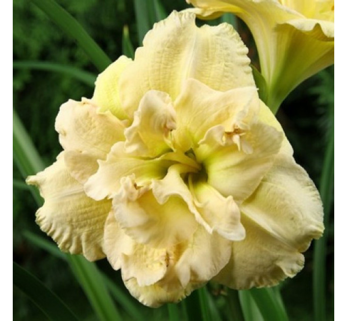 Лілейник Bowl of Cream