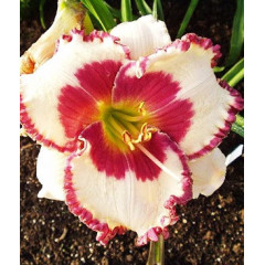 Лілейник Ageless Beauty