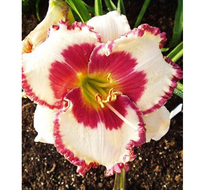 Лілейник Ageless Beauty