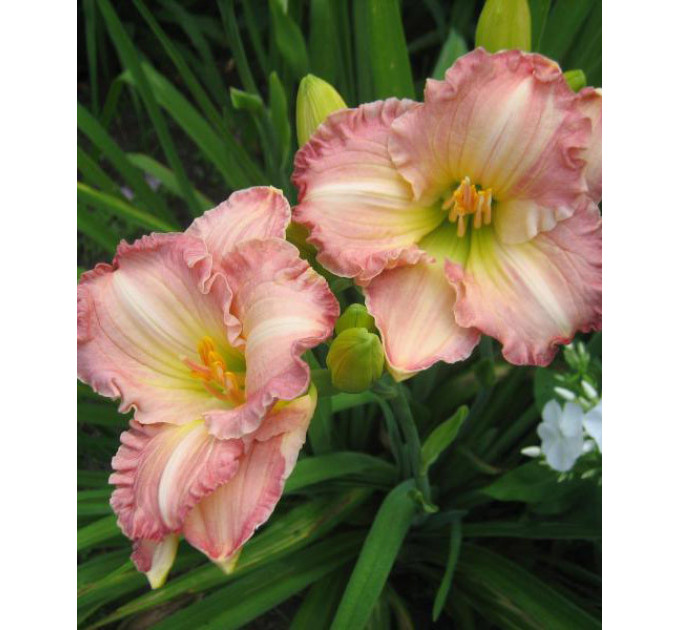 Лілейник Frosted Vintage Ruffles