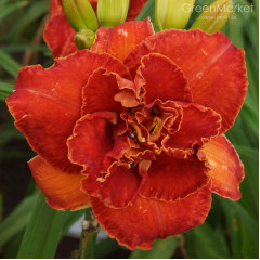 Лілейник Moses Fire