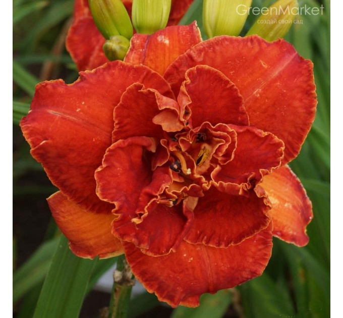 Лілейник Moses Fire