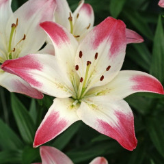 Лилия азиатская Lollypop, 12/14