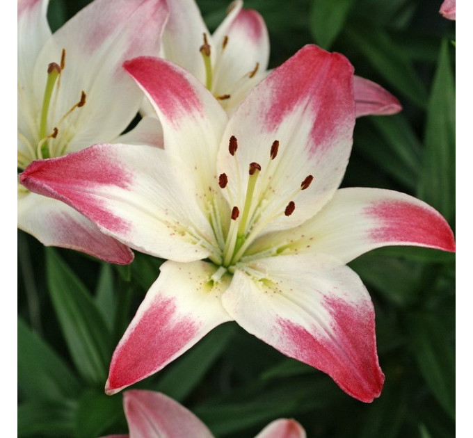 Лилия азиатская Lollypop, 12/14
