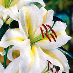 Лилия ориентальная Baferrari, 12/14