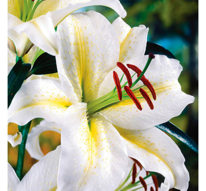 Лилия ориентальная Baferrari, 12/14