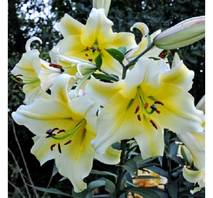 Лилия-гигант Conca d'or, 12/14
