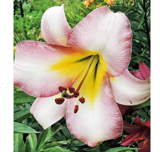 Лилия гибрид LO Beijing Moon, трубчастая 12/14