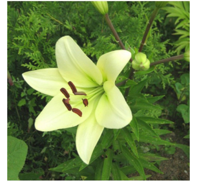 Лилия LA гибрид Kelso, 12/14