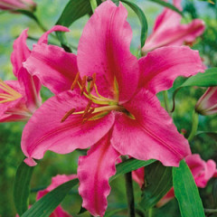 Лилия ориентальная Gran Tourismo, 12/14