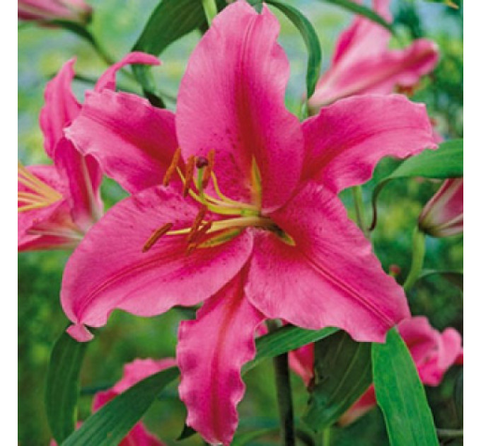 Лилия ориентальная Gran Tourismo, 12/14