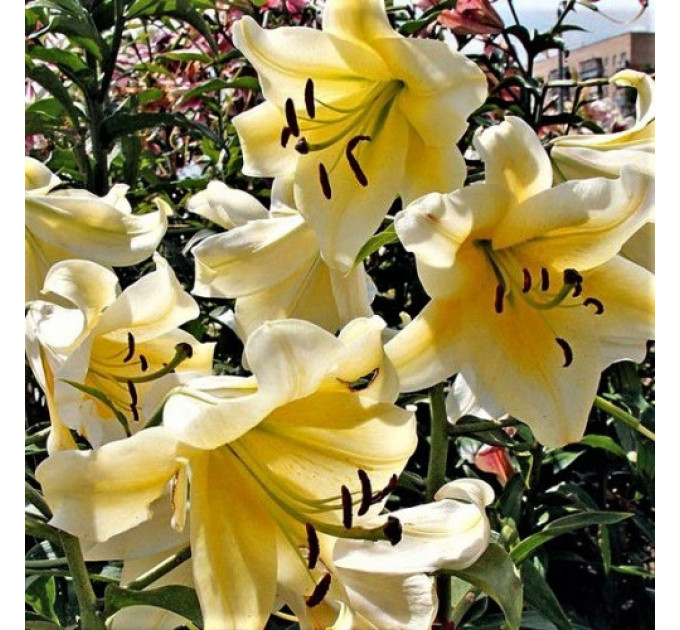 Лилия-гигант Honeymoon, 12/14