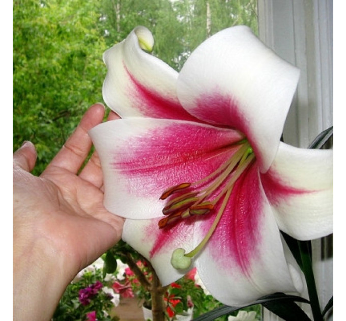 Лилия гибрид LO Triumfator, трубчастая 12/14