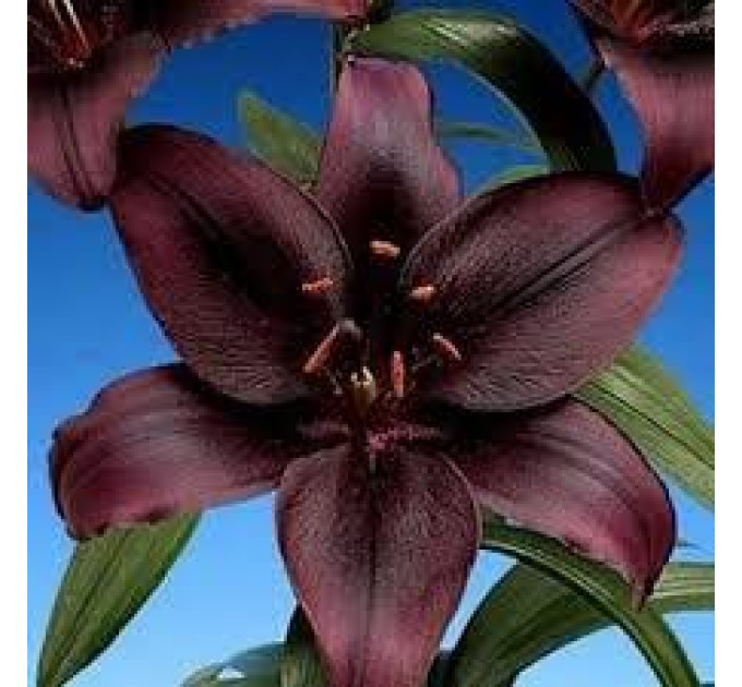 Лилия LA гибрид Methone, 12/14