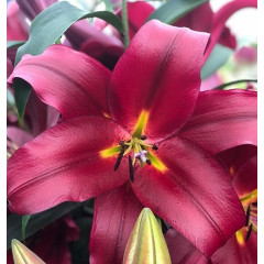 Лилия ориентальная Scorpio, 12/14